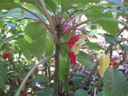 Image of Impatiens niamniamensis Gilg