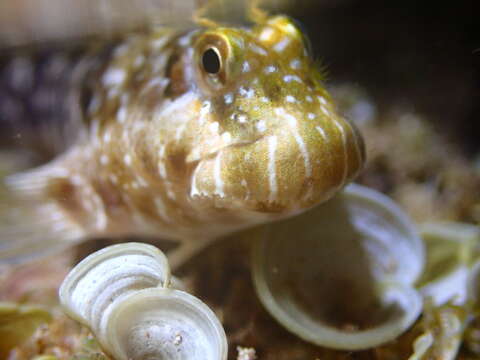 Image of Marbled blenny