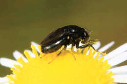 Image of Discomyza