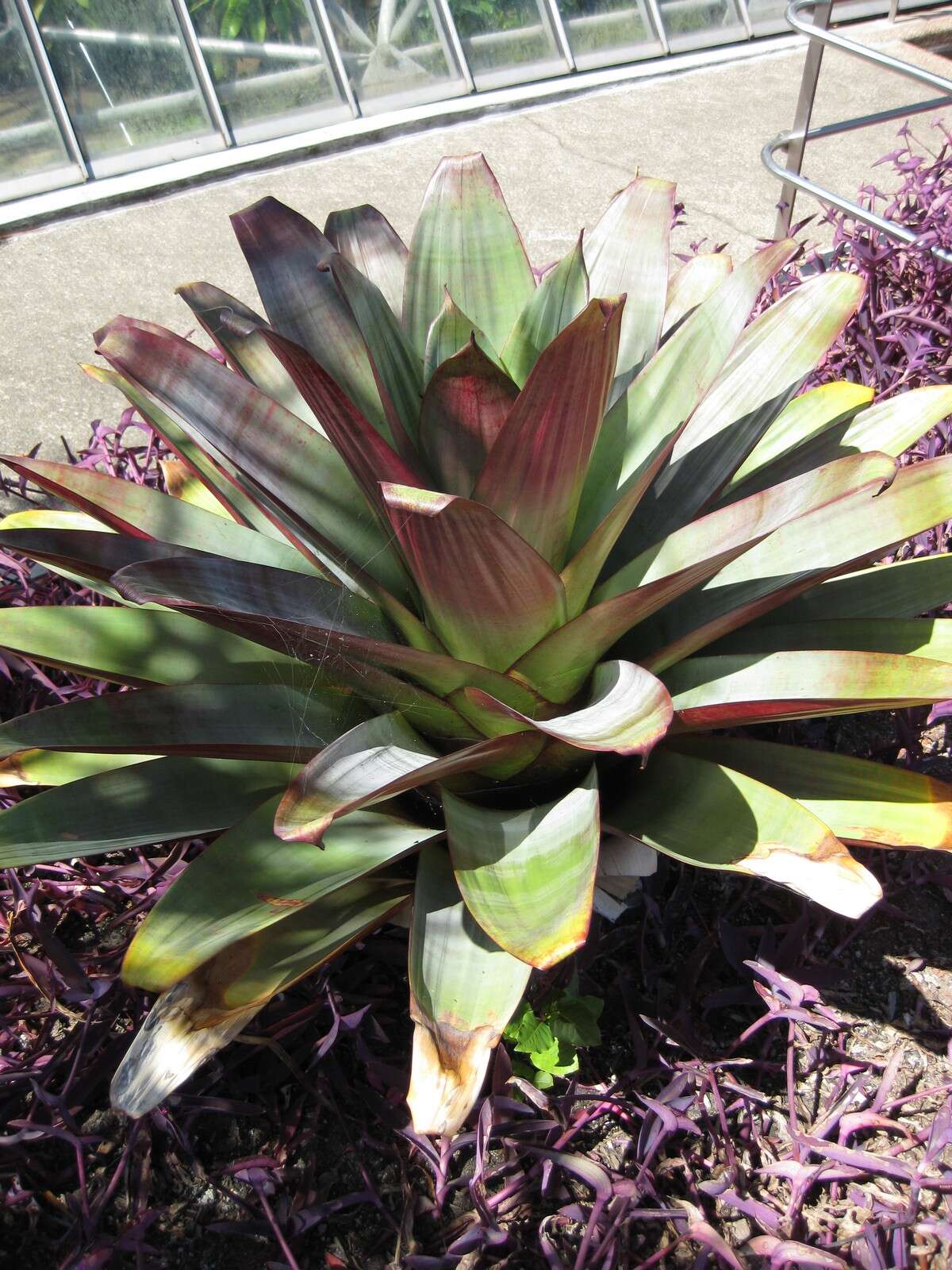 Image of Alcantarea imperialis (Carrière) Harms