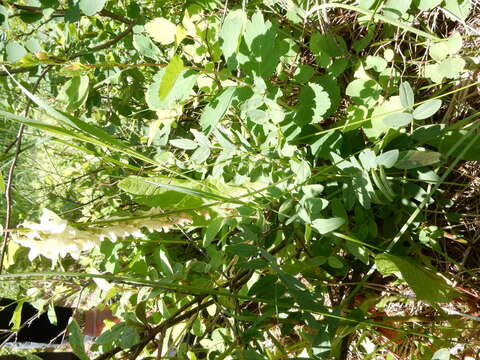 Image of white sweetvetch