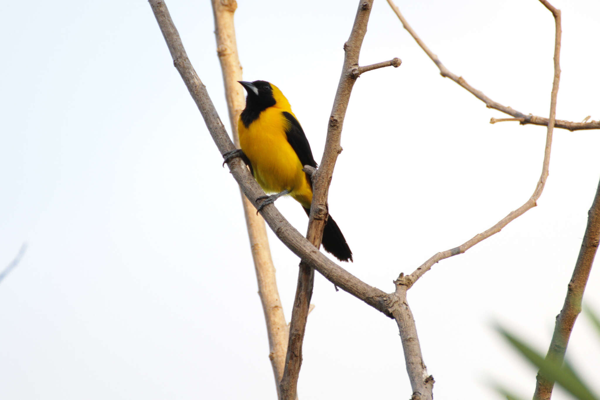 Image of Yellow-backed Oriole