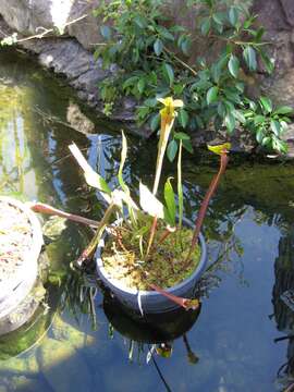 Image of Yellow pitcher plant