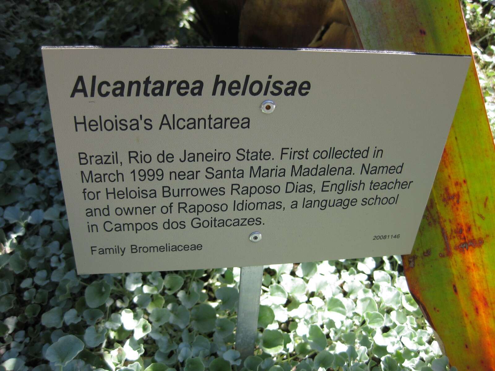 Image of Alcantarea heloisae J. R. Grant