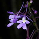 Image of Calanthe ceciliae Rchb. fil.