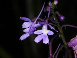 Image of Calanthe ceciliae Rchb. fil.