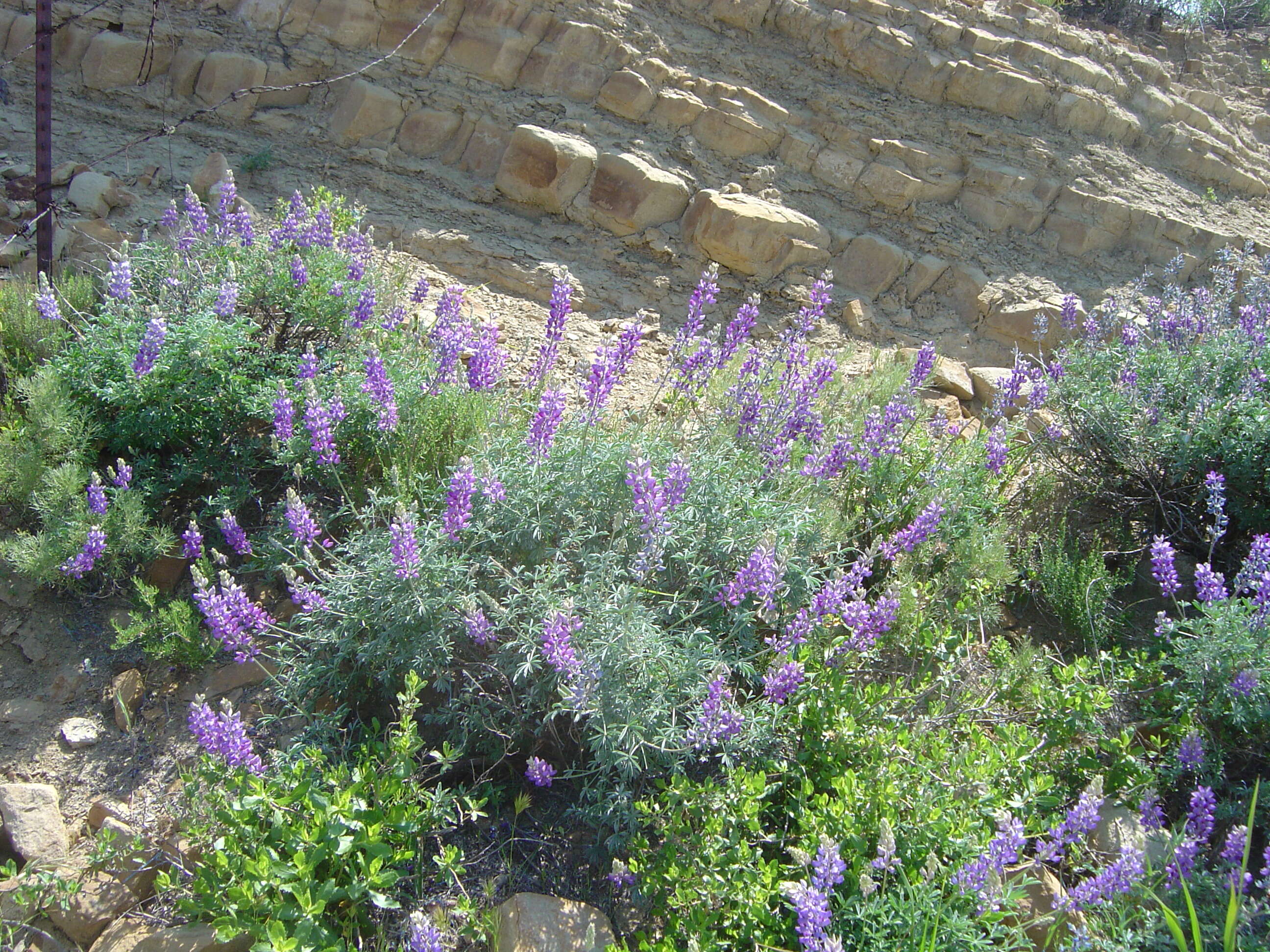 Imagem de Lupinus excubitus M. E. Jones