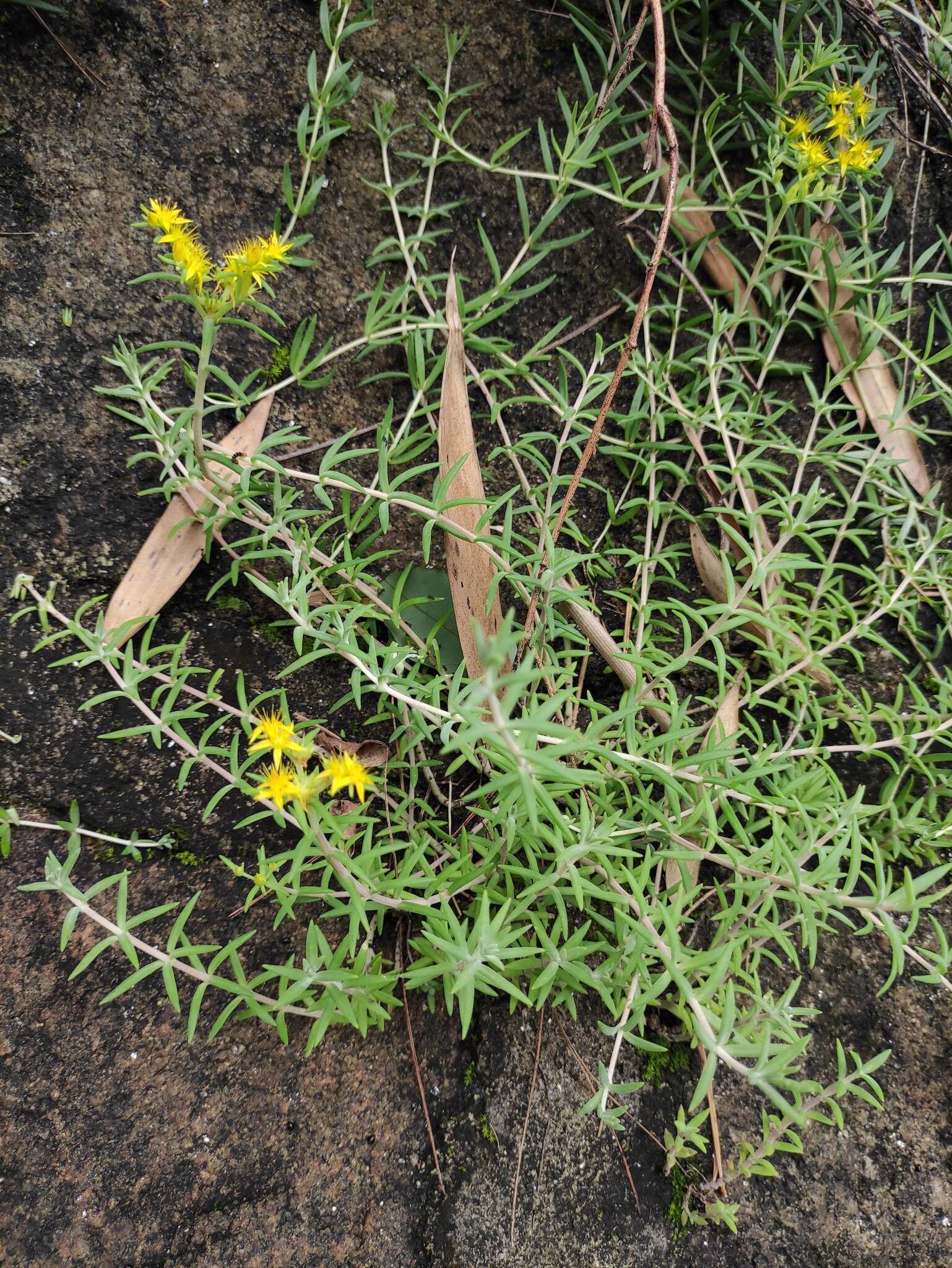 Image of needle stonecrop