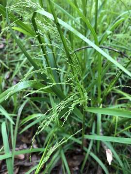 صورة Festuca paradoxa Desv.