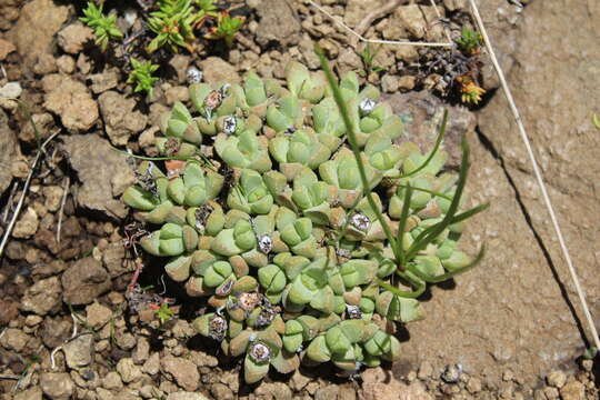 Imagem de Stomatium gerstneri L. Bol.