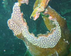 Image of Star ascidian