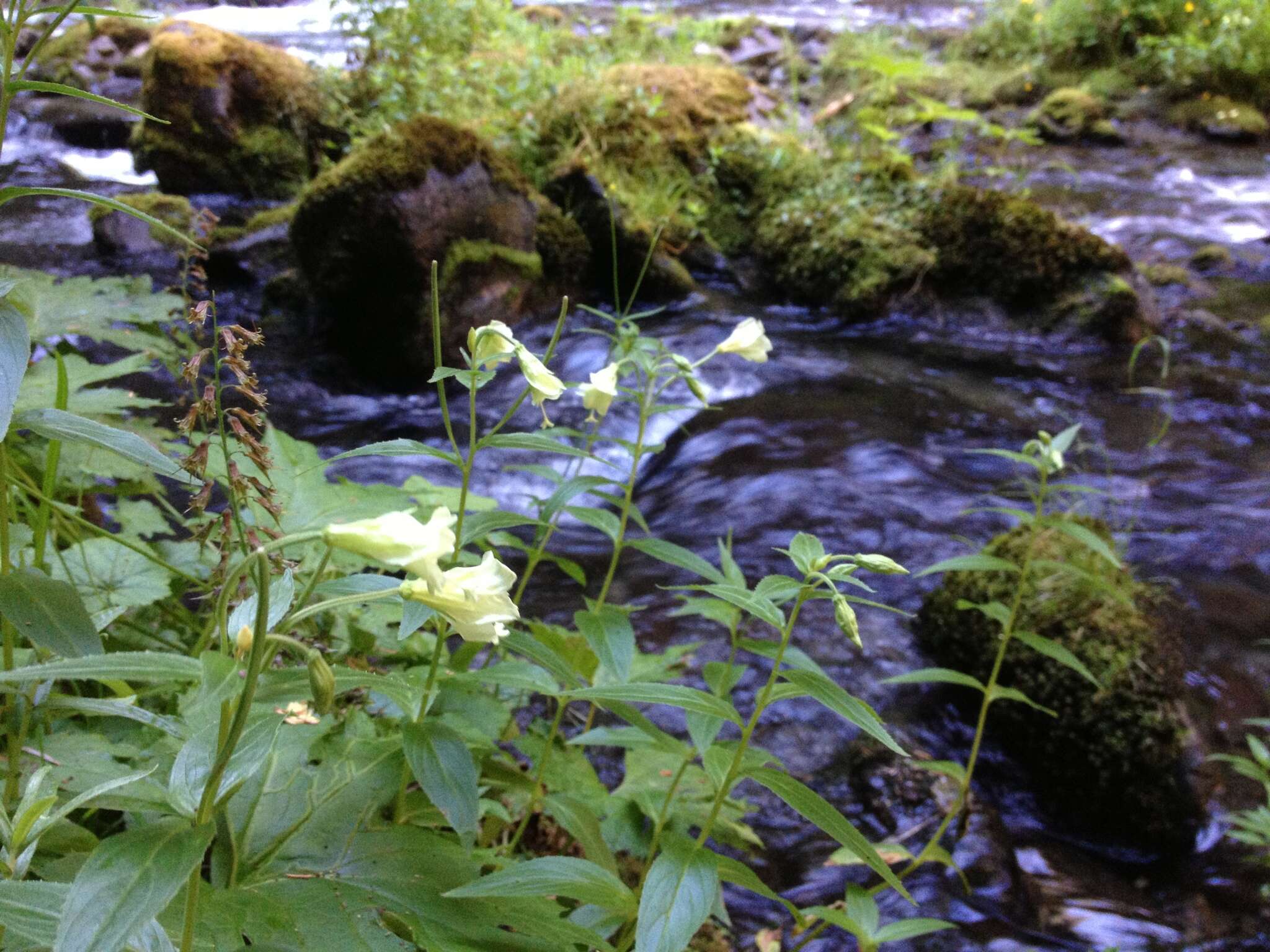 Epilobium luteum Pursh resmi