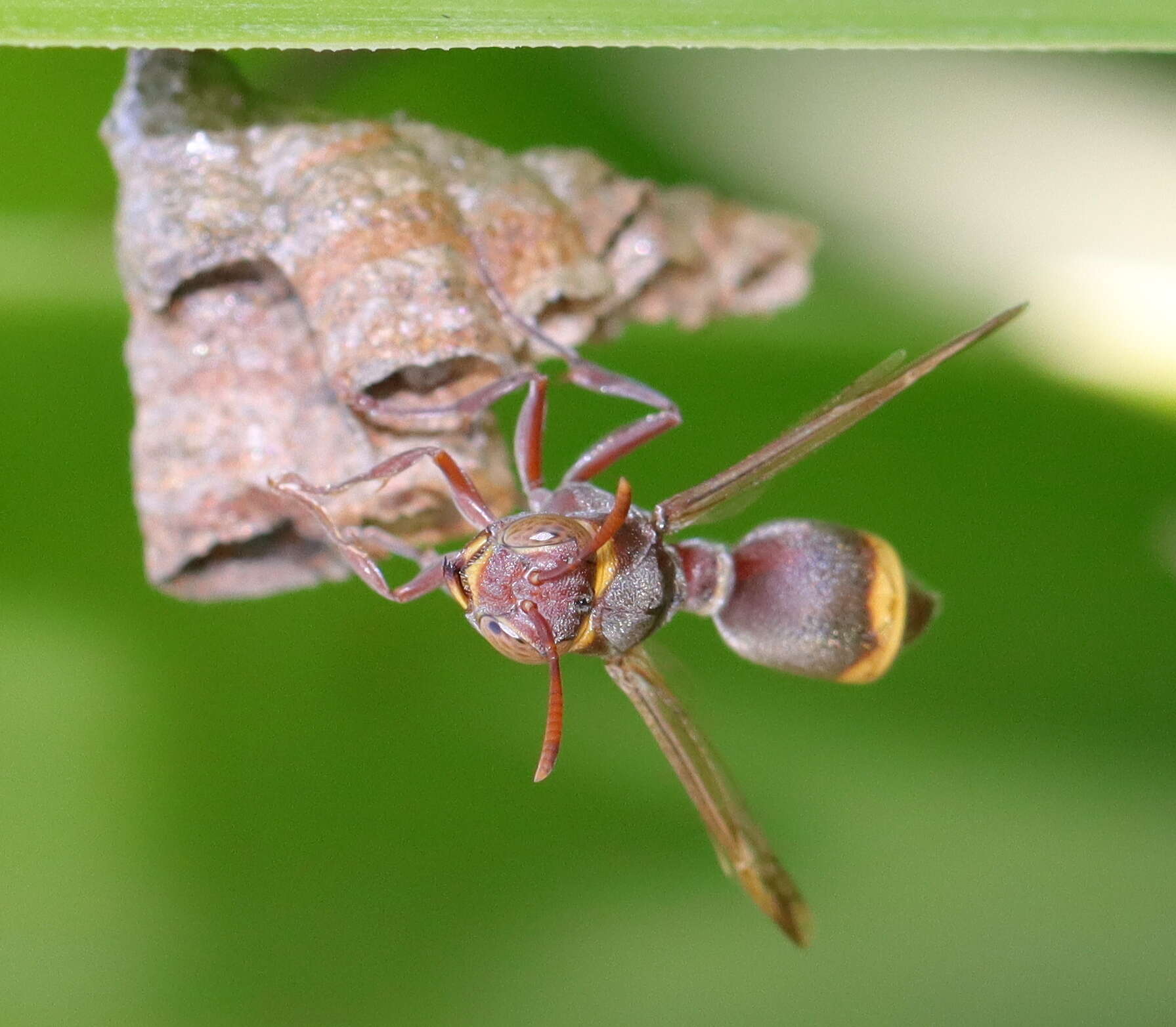 Image of Ropalidia guttatipennis (de Saussure 1853)