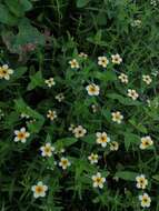 Image of Zinnia flavicoma (DC.) Olorode & A. M. Torres