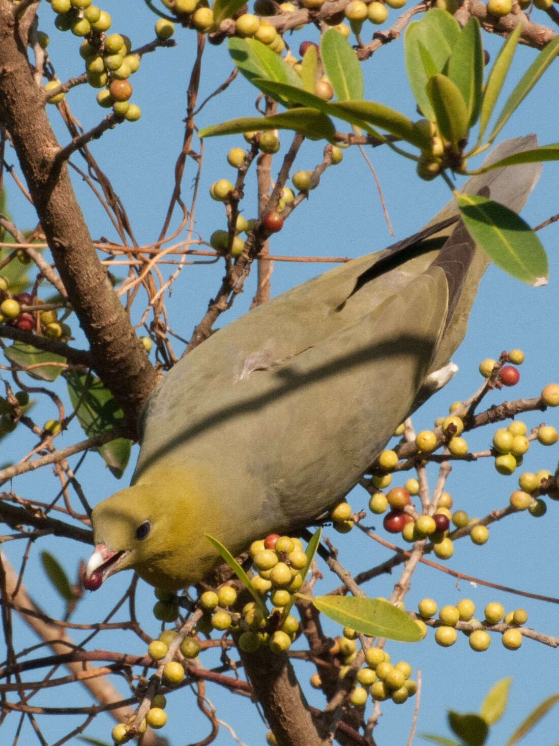 Plancia ëd Treron australis (Linnaeus 1771)