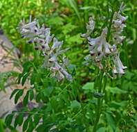 Image de Corydalis caseana A. Gray