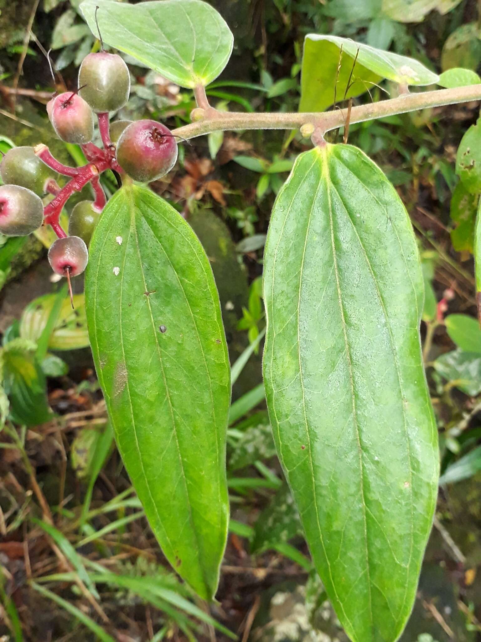 Image of Cavendishia pubescens (Kunth) Hemsl.