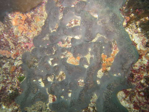 Image of elephant ear sponge