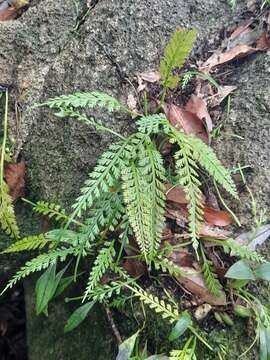 Image of Asplenium prolongatum Hook.