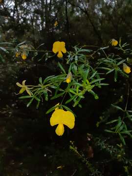 Image of Gompholobium latifolium Sm.