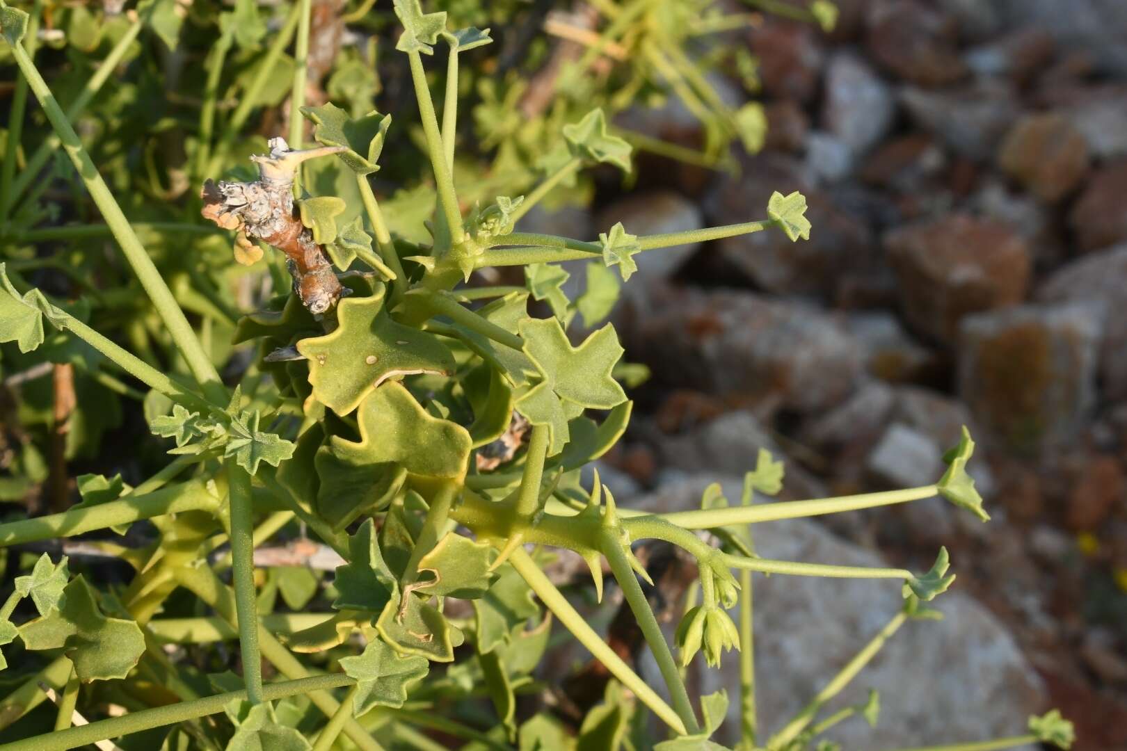 Image of Pelargonium spinosum Willd.