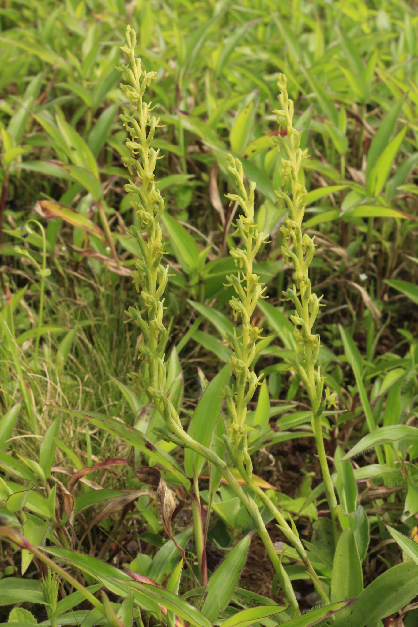 Image of Narrow-spurred Yellow-green Orchid