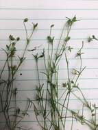 Image of annual pearlwort