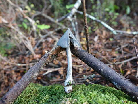 Image of Entoloma canoconicum E. Horak 1976