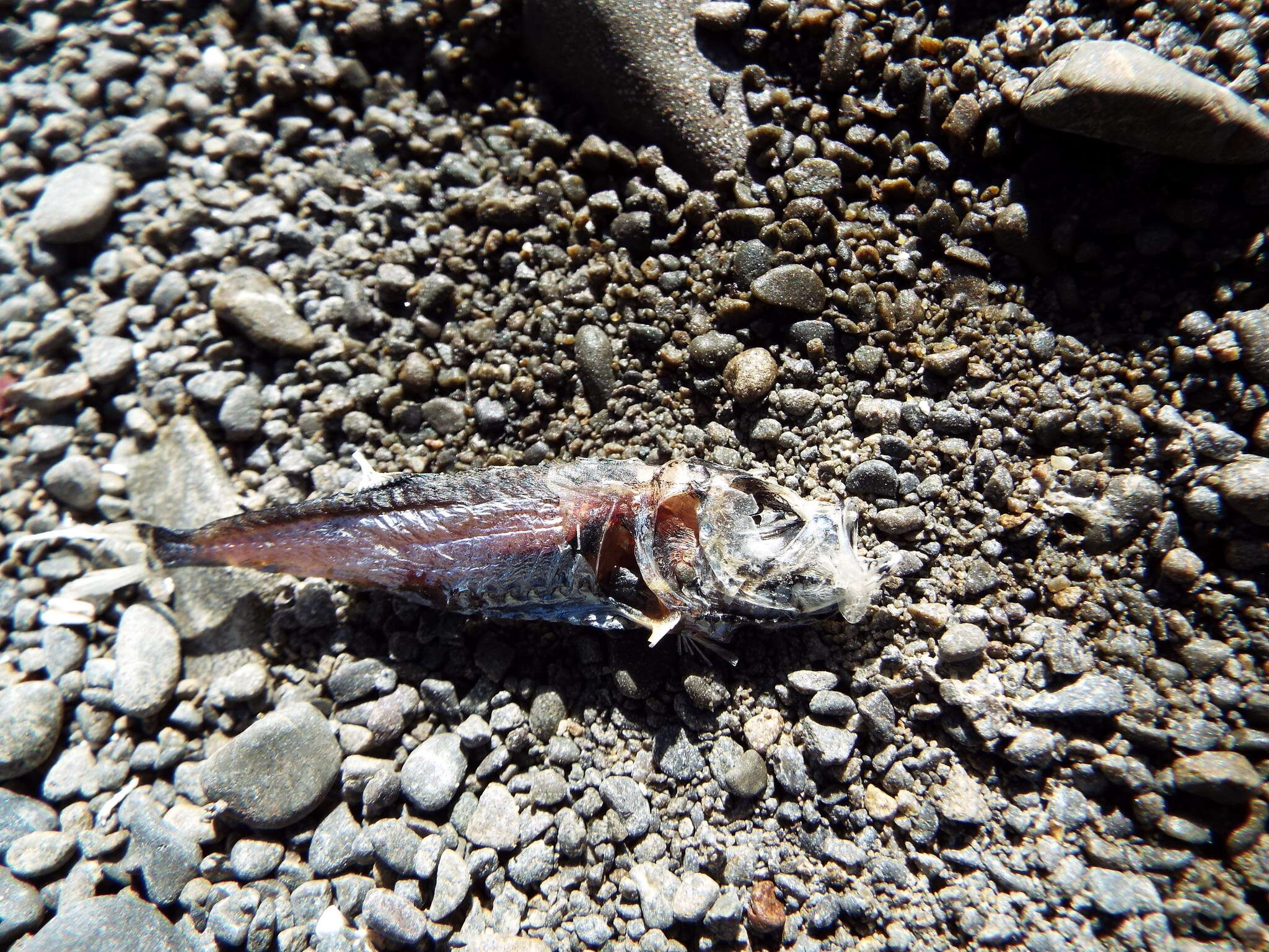 Image of Pennant lantern-fish