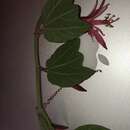Image de Passiflora sanguinolenta Mast. & Linden