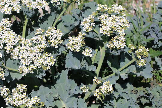 Image of sea kale