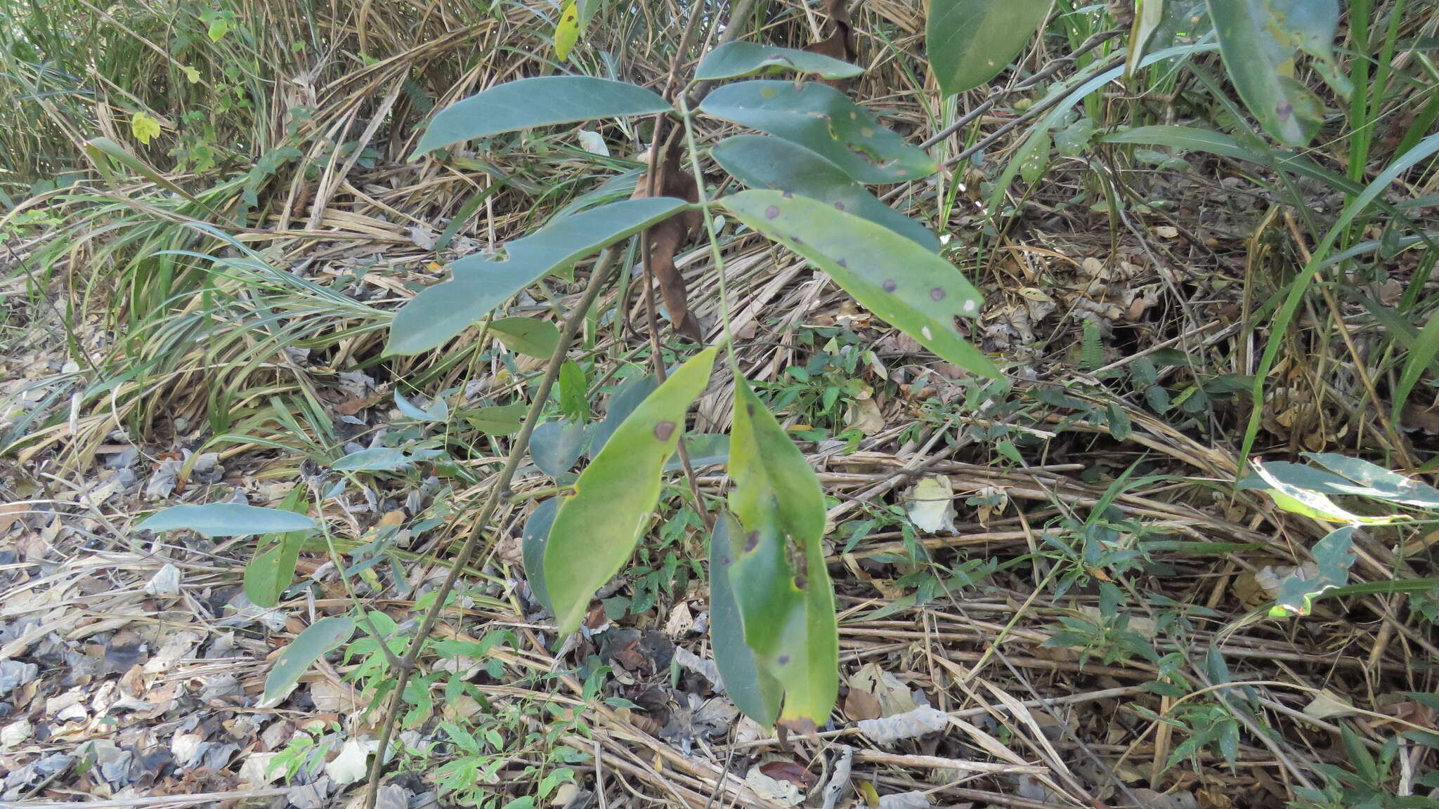 Imagem de Millettia pachycarpa Benth.