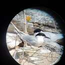 Image of Roseate Tern