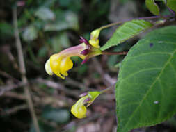 Image of Burmeistera parviflora E. Wimm. ex Standl.