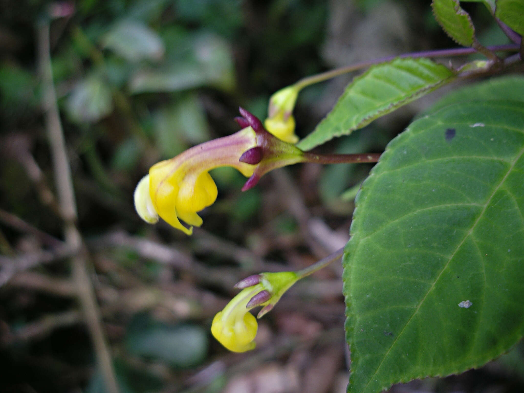 Image of Burmeistera parviflora E. Wimm. ex Standl.