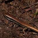 Image of Warm-temperate Water-skink