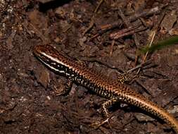 Image of Warm-temperate Water-skink