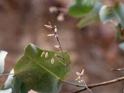 Image of Dyerophytum indicum (Gibs. ex Wight) O. Kuntze