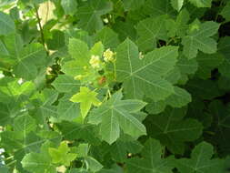 Image of Jatropha chevalieri Beille