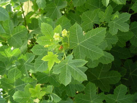 Image of Jatropha chevalieri Beille