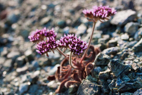 Image of Palmer's spineflower