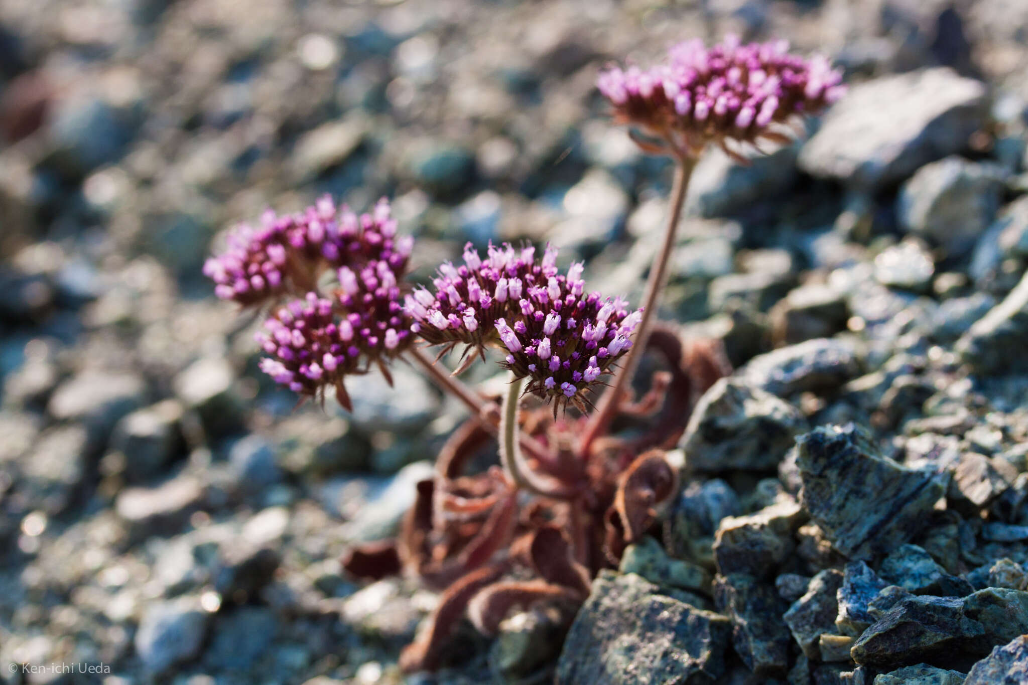 Image of Palmer's spineflower