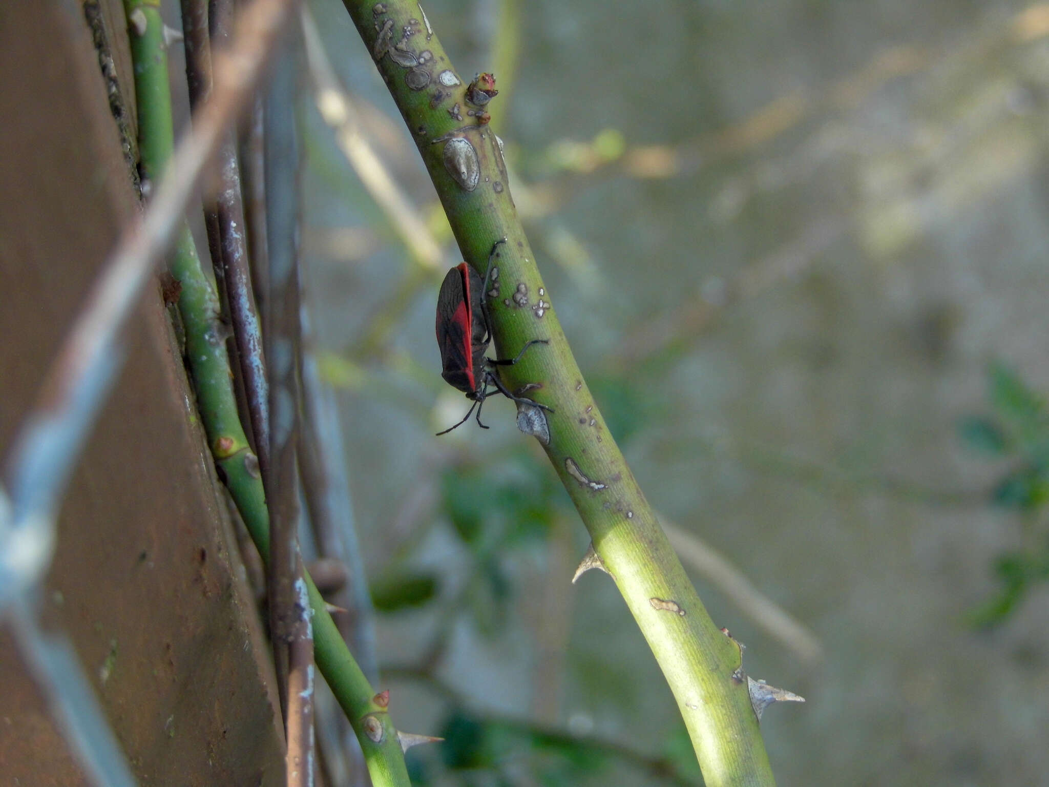 صورة <i>Largus rufipennis</i>