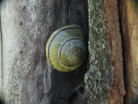 Image of Brown Lipped Snail