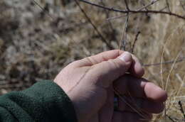 Image of Calamagrostis canadensis (Michx.) P. Beauv.