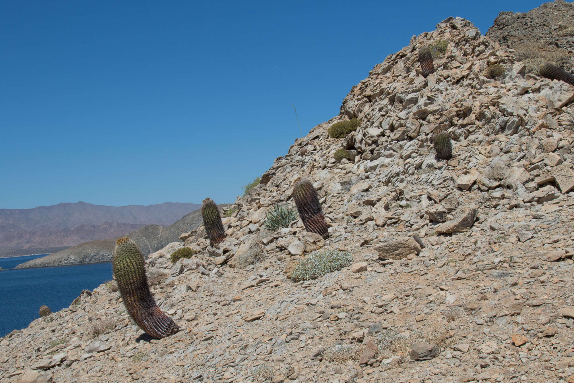 Image of Ferocactus gracilis subsp. gatesii (G. E. Linds.) N. P. Taylor