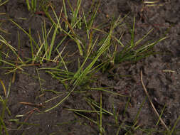 Image of Bolander's quillwort