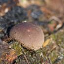 Image of Flesh-coloured Puffball