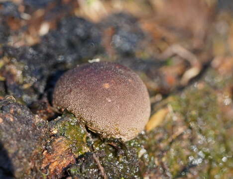 Plancia ëd Lycoperdon subincarnatum Peck 1872