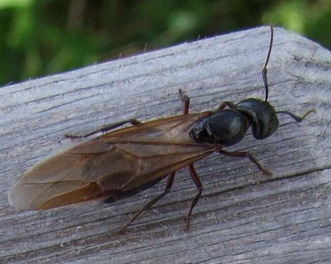 Plancia ëd Camponotus herculeanus (Linnaeus 1758)